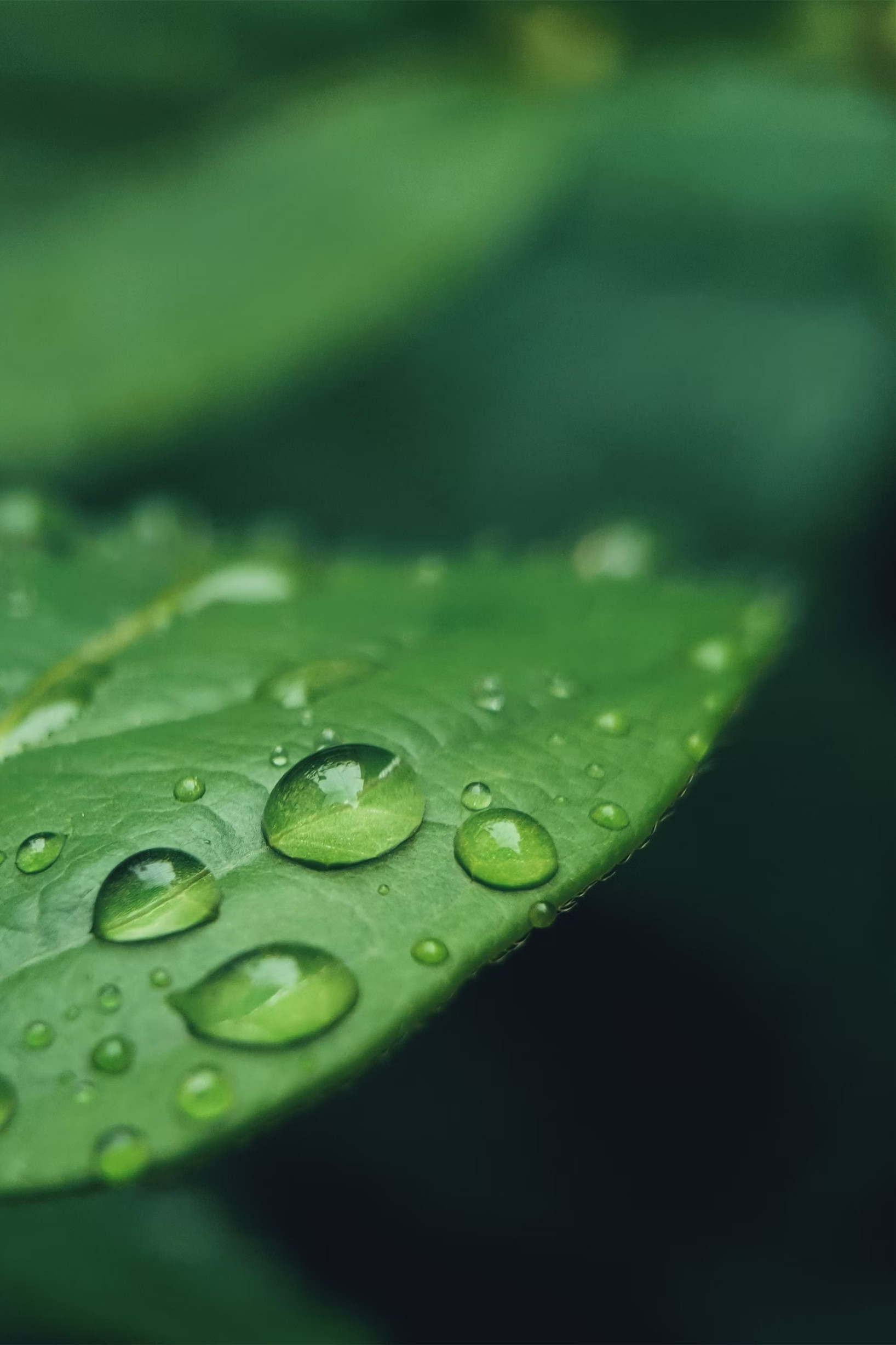 谷雨_副本.jpg